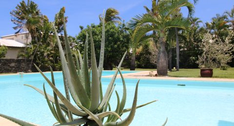 KAZ TROPICALE ALOE VERA107