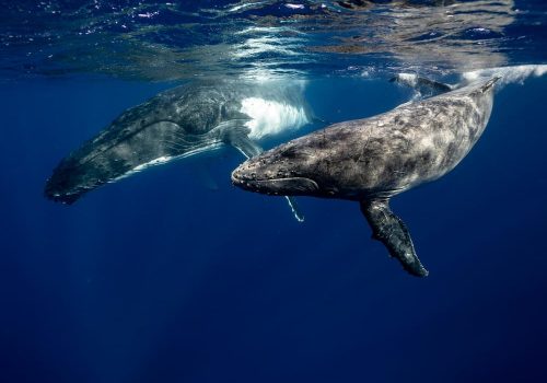 baleine à l'ile de la reunion